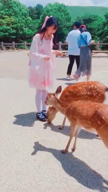 鹿小姐视频,探寻自然之美，感受生命律动