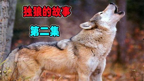 狼和狗打架视频,一场生死较量