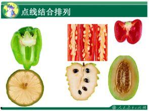蔬果的剖面教学视频,教学视频带你探索蔬果内部世界