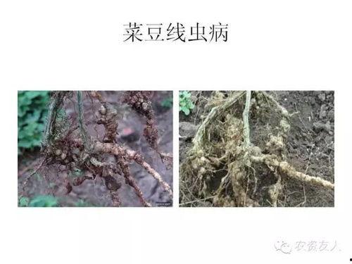 线虫养殖视频,视频揭秘高效养殖技巧