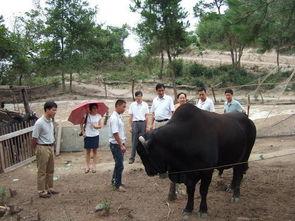 沙牛养殖技术视频,揭秘高效养殖之道