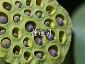 莲蓬乳视频,揭秘神秘视频背后的文化现象