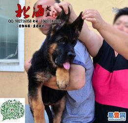 德牧幼犬训练视频,从基础到进阶，打造完美犬伴
