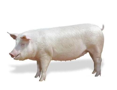 大白猪视频,萌宠视频背后的温馨故事