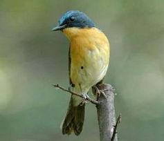 山蓝仙鹟大叫视频,揭秘山林中的神秘旋律