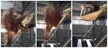 绑吊床视频,跟随视频探索绑吊床的乐趣与技巧