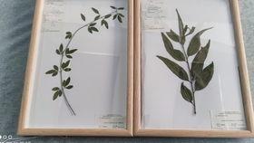 标本制作视频,探索生物世界的奥秘之旅