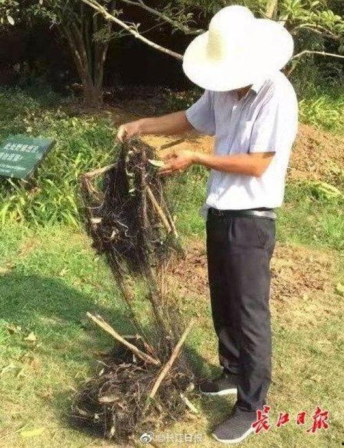 网捕蛇视频,揭秘野生动物生存困境